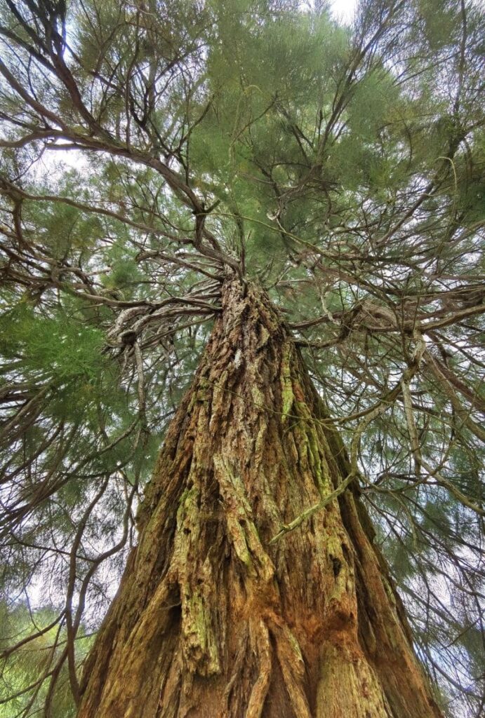 Am Eingang in die Rappenlochschlucht steht dieser über 110 Jahre alte Mammutbaum